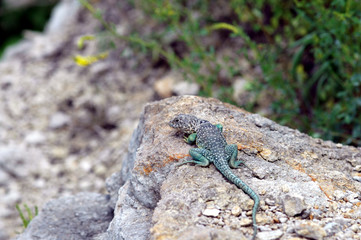 Eastern Collard Lizard