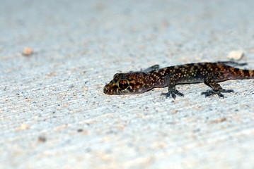 MEDITERRANEAN HOUSE GECKO