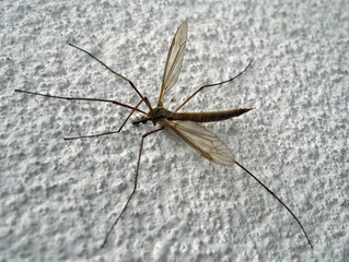 big mosquito