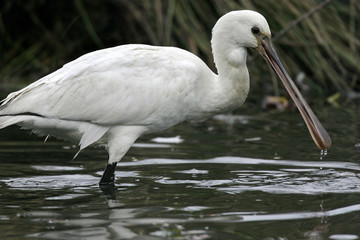 Spatule blanche