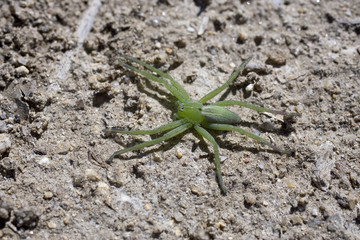 Araignée verte