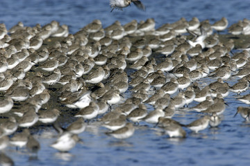 B&eacute;casseaux au reposoir