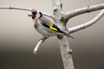 Chardonneret