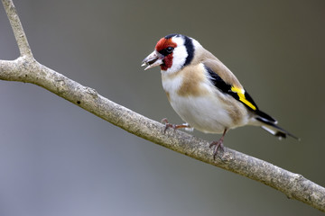 Chardonneret