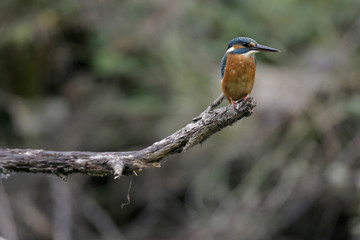 Martin pêcheur d'Europe