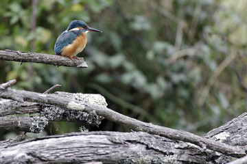 Martin pêcheur d'Europe