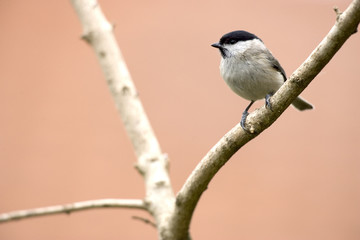 Mésange nonette