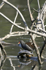 Poule d'eau et tortue