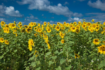 Sonnenblumen