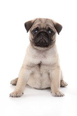 Pug puppy sitting on a white background in a studio.