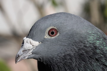 Naklejka premium Kopf einer Brieftaube
