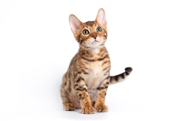 Bengal kitten sitting on a white background in a studio