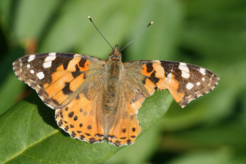 kranker Schmetterling