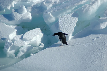 Adelie penguin wants to jump © staphy