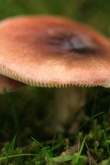 A mushroom