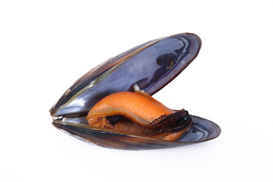 cozze
