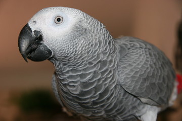 Obraz premium african gray