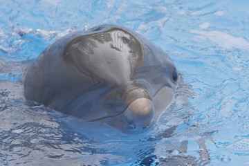 Fototapeta premium DOLPHIN HEAD