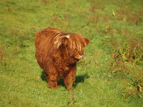 Veau des highlands.