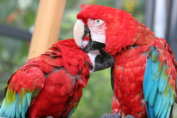 loving parots