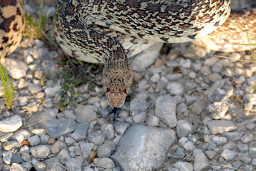 Bullsnake