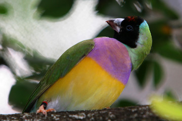 colorful bird protecting nest 