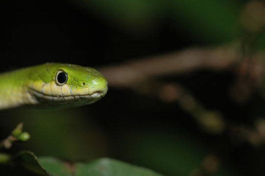 Rough Green Snake Head
