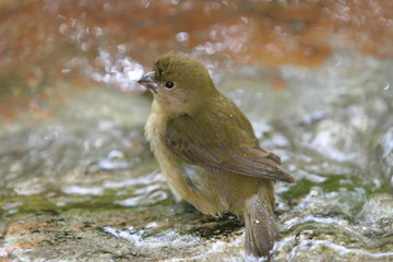 bird bathing