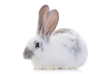 A rabbit isolated against white background