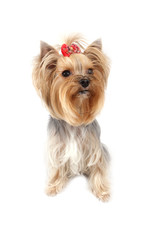 yorkshire terrier