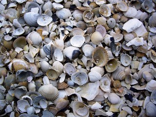 Sea shells