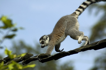 Climbing Lemur Catta