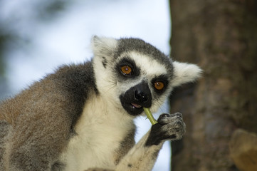 Eating Lemur Catta