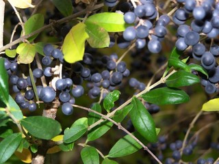 Dark Berries in a Hedge