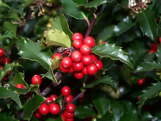 Bright Red Holly Berries Against a Dark, Green Holly Leaves