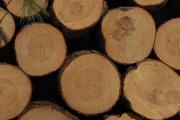 Pine Logs with Green Needles