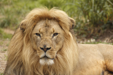 Lion Portrait 6
