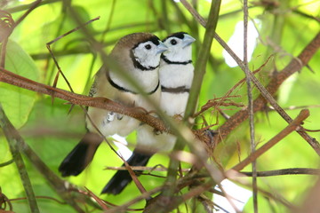 bird couple