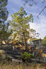 Pino entre las rocas.
