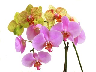 Obraz na płótnie Canvas two lovely orchids