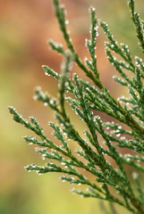 Green branches with water drops in closeup