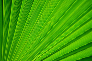 Obraz premium Palm tree leaf