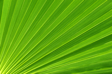 Palm tree leaf