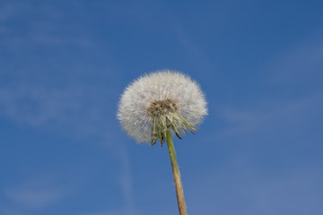 Pusteblume / Flower Seed Ball