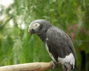 Parrot