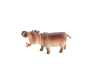 hippo