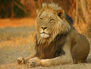 King
