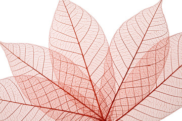 Skeleton Leaves