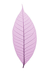 Skeleton Leaf