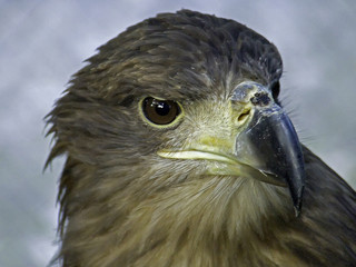 eagle